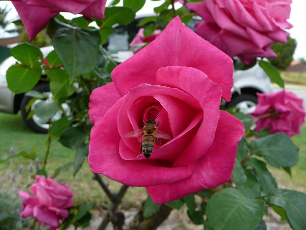 bee-on-dk-pink-rose